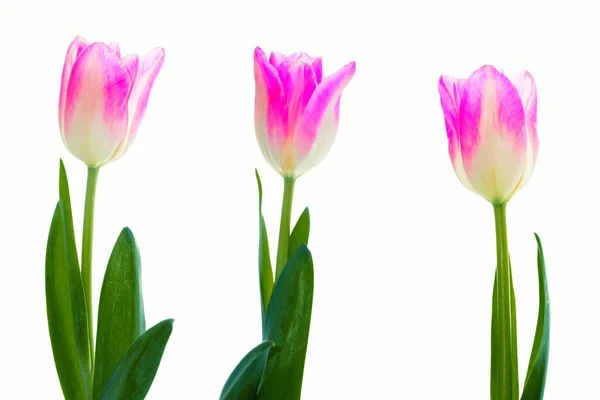 Färdig Gratulationskort Våren Blommor Tulpaner Isolerade Vit Bakgrund Blommig Uppsamling — Stockfoto