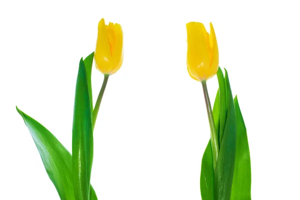 Listos Tarjeta Felicitación Flores Primavera Tulipanes Amarillos Aislados Sobre Fondo — Foto de Stock