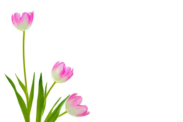 Greeting Card Spring Flowers Tulips Isolated White Background Floral Collection — Stock Photo, Image