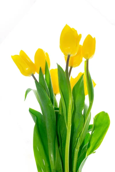 Gratulationskort Våren Blommor Gula Tulpaner Isolerad Vit Bakgrund Blommig Uppsamling — Stockfoto