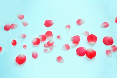 Parlak pembe gül yaprakları. Doğal çiçek arkaplanı.