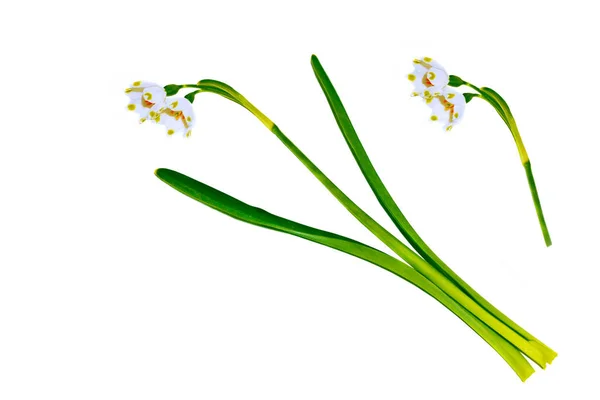 Flores Primavera Nevada Aislada Sobre Fondo Blanco — Foto de Stock