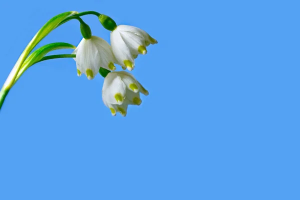 雪花飘落白色的春天在有复制空间的特写下绽放 植物背景 — 图库照片