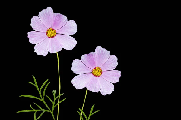 Ljusa Färgglada Kosmos Blommor Isolerade Svart Bakgrund Natur — Stockfoto