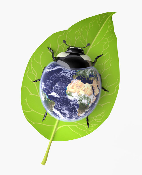 Beetle (Environmental Conservation concept)