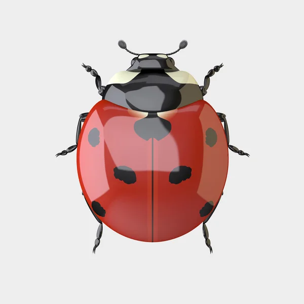 Coccinella su bianco — Foto Stock