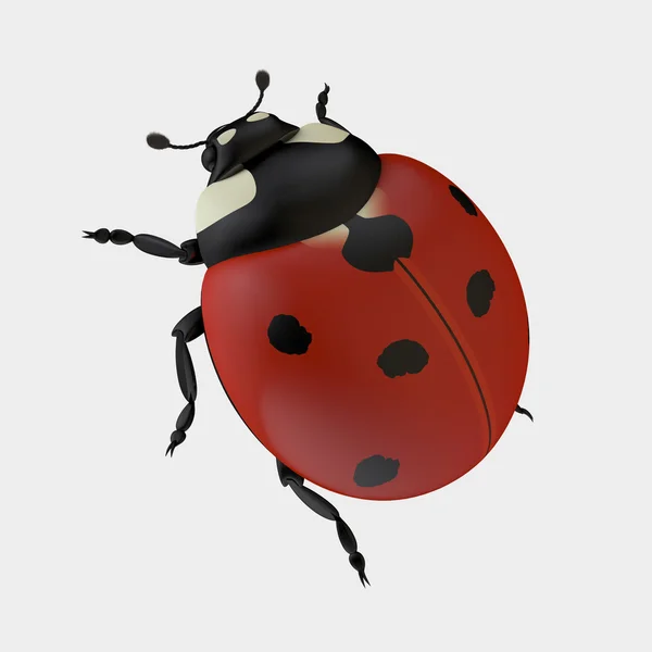 Coccinella su bianco — Foto Stock