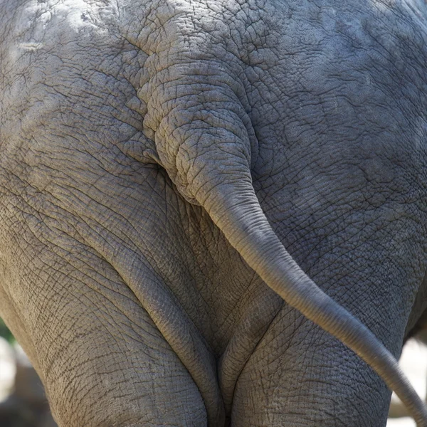 Behind of an elephant — Stock Photo, Image