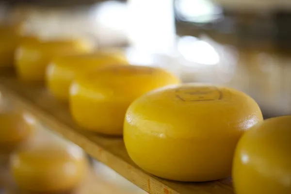 荷兰奶酪正在作出 — 图库照片