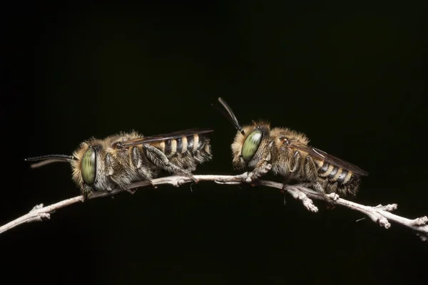 Un paio di api minatrici sullo sfondo nero — Foto Stock