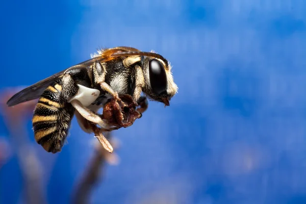 Bee on blue background — Stock Photo, Image