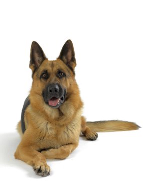 Alman çoban köpeği.
