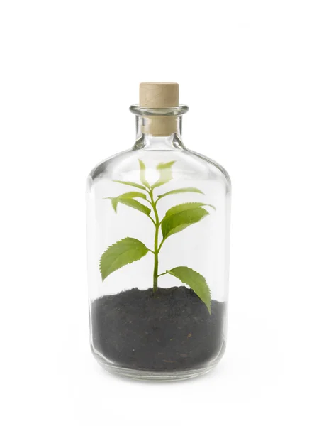 Plant in a bottle Stock Image