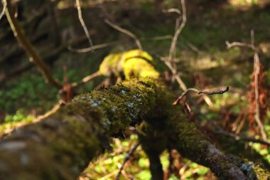 Ağaçta devrilmiş dallar, ormanda yeşil yosunlarla kaplanmış.