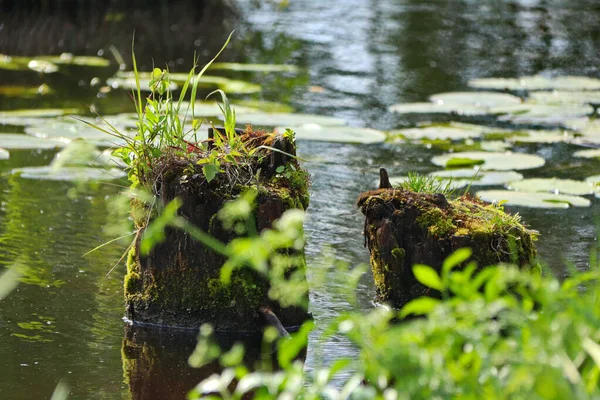 Dos Troncos Cubiertos Musgo Agua Cerca Orilla —  Fotos de Stock