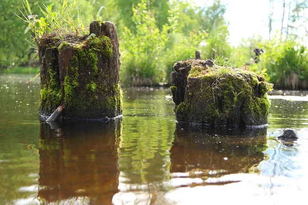 Dos Troncos Cubiertos Musgo Agua Cerca Orilla —  Fotos de Stock