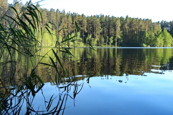 Spegelvatten Skogssjön — Stockfoto