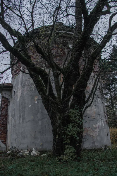 Старое сухое дерево возле заброшенной обсерватории — стоковое фото