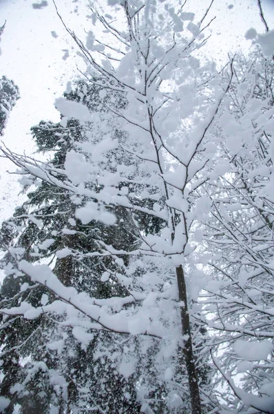Forte Queda Neve Floresta Pinetree Neve Galhos Árvore — Fotografia de Stock