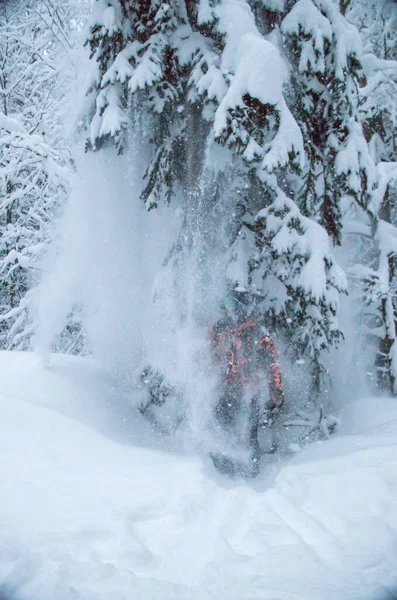 Çam Ağacında Güçlü Bir Kar Yağışı Ağaç Dalları Üzerinde Kar — Stok fotoğraf