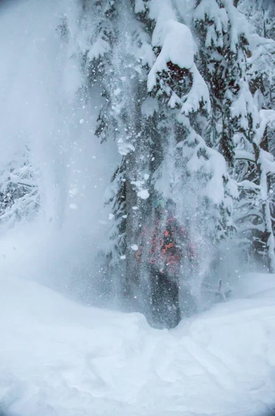 Ισχυρή Χιονόπτωση Στο Πευκόφυτο Δάσος Χιόνι Κλαδιά Δέντρων — Φωτογραφία Αρχείου