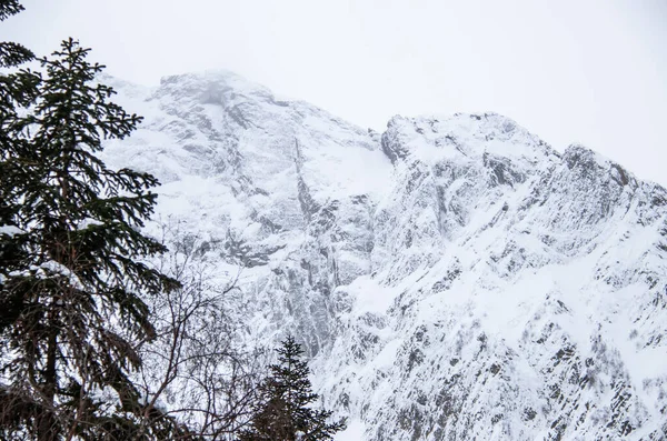 Χιονισμένη Κορυφή Του Βουνού Πίσω Από Κλαδιά Των Πεύκων — Φωτογραφία Αρχείου