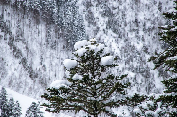 Χιονισμένη Κορυφή Του Βουνού Πίσω Από Κλαδιά Των Πεύκων — Φωτογραφία Αρχείου