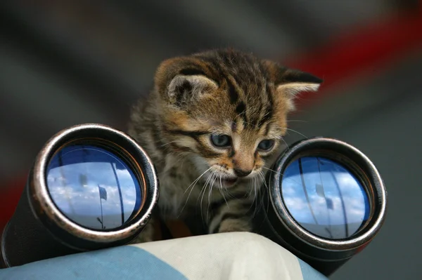 Kitten-Watcher — Stock Photo, Image