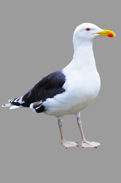 Uccello bianco — Foto Stock