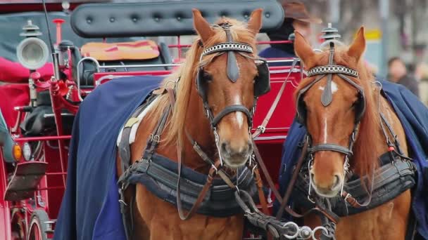 A horse-drawn chariot waiting for tourists — Stock Footage A horse-drawn chariot waiting for tourists Stock Footage