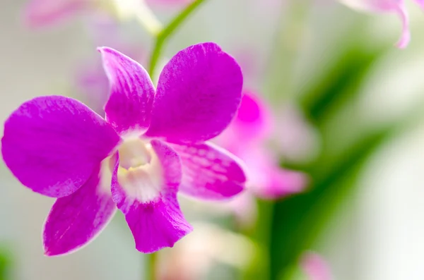 Lila orkidé. — Stockfoto