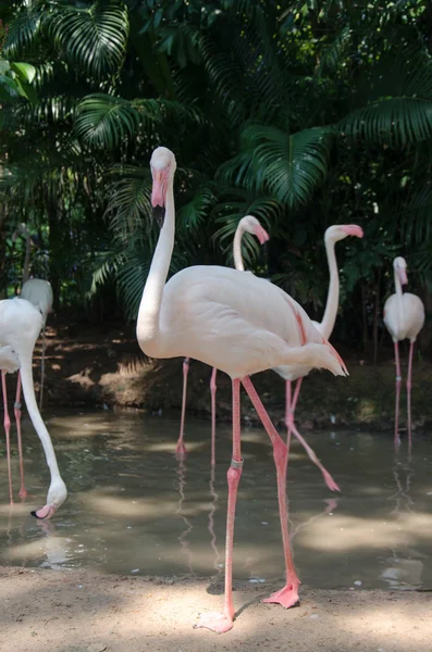 Flamingo — Fotografia de Stock