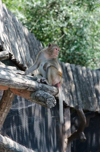 Macaco. — Fotografia de Stock