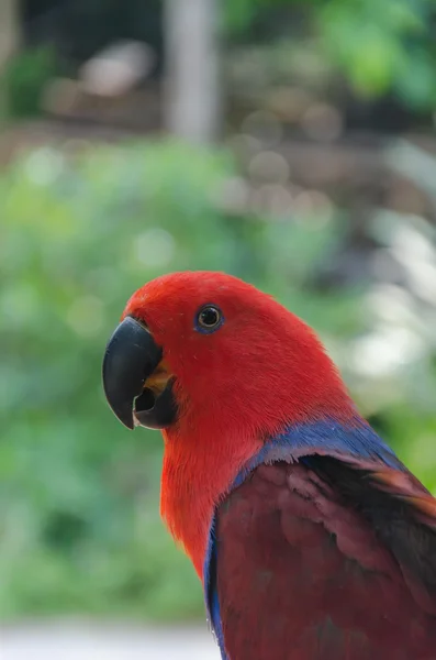 Papagáj — Stock Fotó