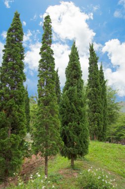 ağaçlar ve gökyüzü