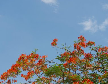 ağaç ve gökyüzü