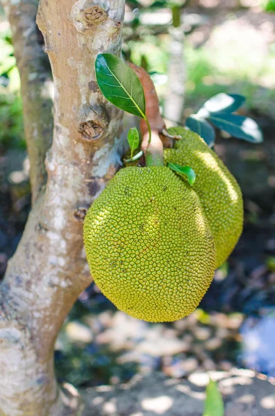 Jackfruit. — Stock fotografie