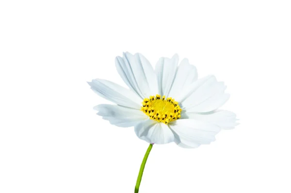 Witte bloemen. — Stockfoto