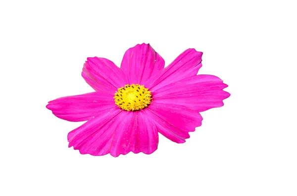Flores rosa . — Foto de Stock
