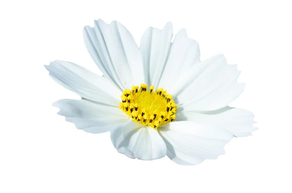 白い花. — ストック写真
