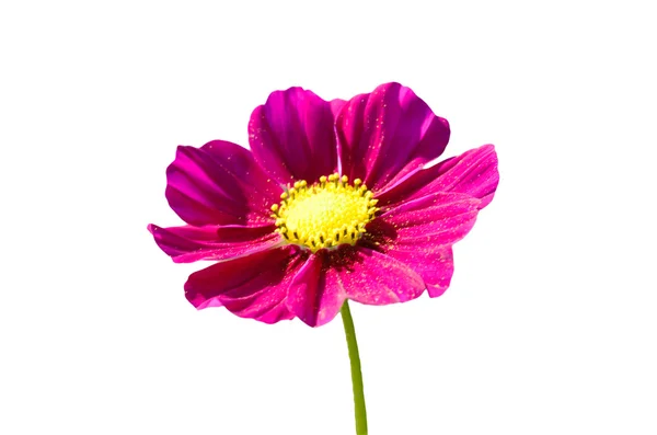 Blommor rosa. — Stockfoto