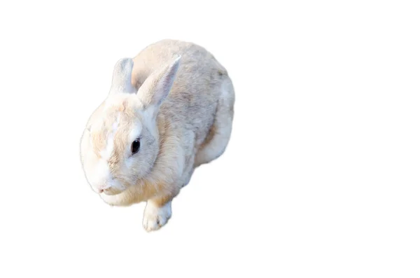 Rabbit — Stock Photo, Image