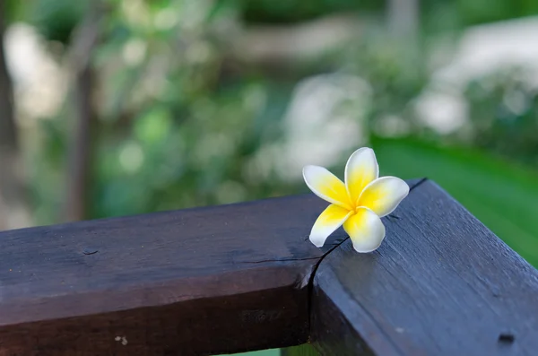 Plumeria bloem — Stockfoto