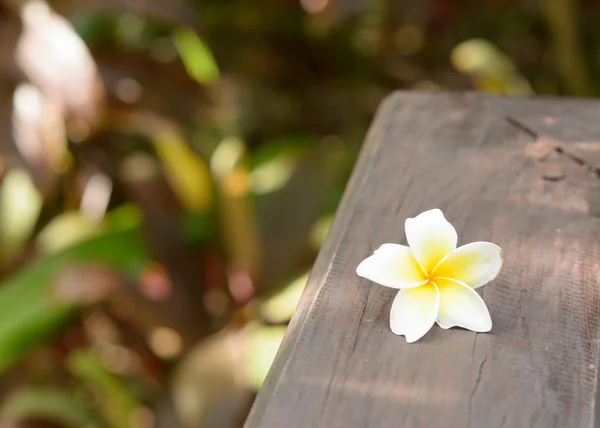 Plumeria květ — Stock fotografie