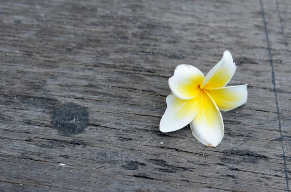 Plumeria bloem — Stockfoto