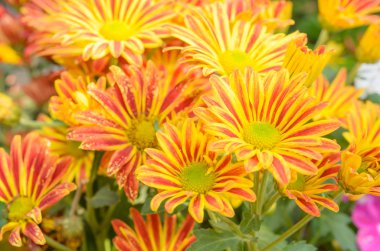 Kırmızı çiçekler