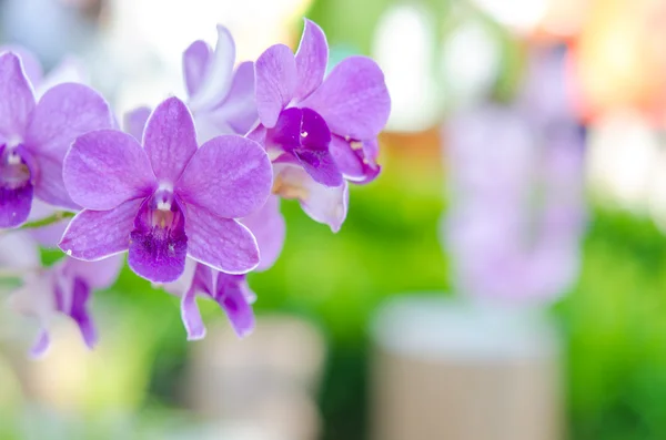 Orchidee — Stockfoto