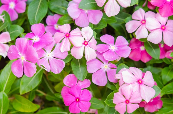 Flores — Foto de Stock