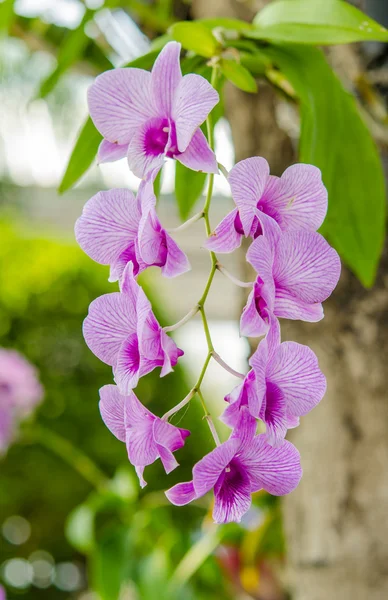 Orchidee — Stockfoto