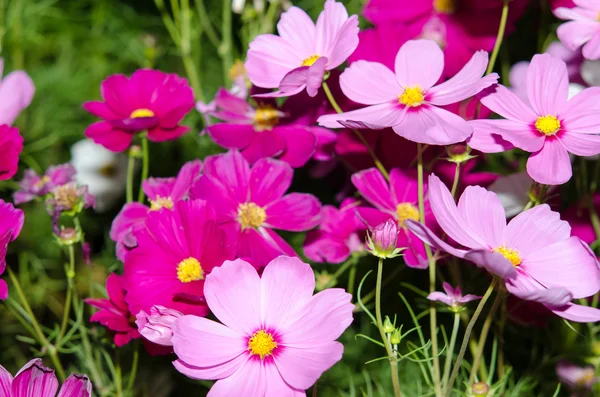 Flowers pink — Stock Photo, Image